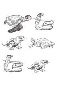海龟素描