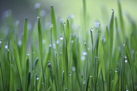 绿色小麦草