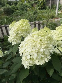绣球