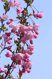 垂丝海棠花 
