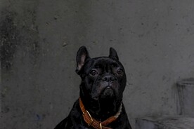 可爱萌宠的斗牛犬