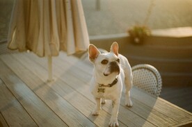 可爱萌宠的斗牛犬