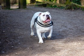 可爱萌宠的斗牛犬