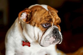 可爱萌宠的斗牛犬