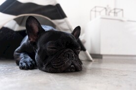 可爱萌宠的斗牛犬
