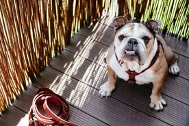 可爱萌宠的斗牛犬