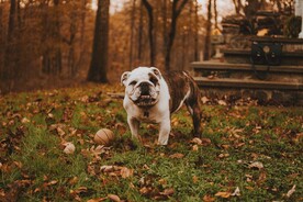 可爱萌宠的斗牛犬