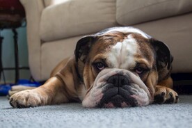 可爱萌宠的斗牛犬