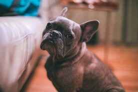 可爱萌宠的斗牛犬