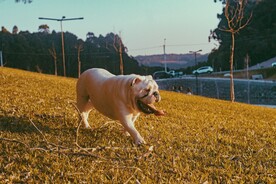 可爱萌宠的斗牛犬