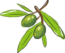 手绘橄榄