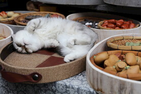 懒猫