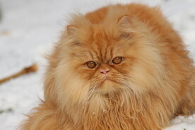 波斯猫