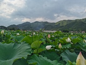 菏花