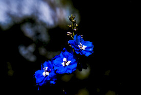 蓝色的花