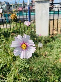 格桑花