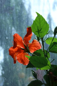 朱槿花