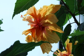 朱槿花 