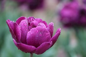 漂亮的郁金香鲜花