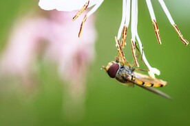 采花的蜜蜂