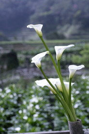清新脱俗的白色小花