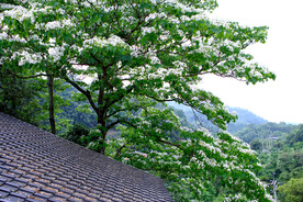 清新脱俗的白色小花