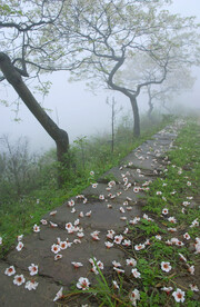 桐子花