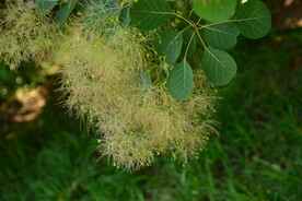 黄栌花 