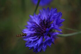 采花的蜜蜂