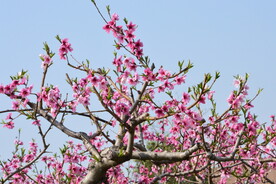 桃花 