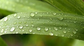 水珠 绿色 花草