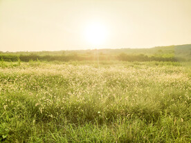 夕阳西下的野外