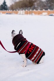 斗牛犬摄影图