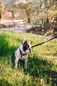 斗牛犬摄影图