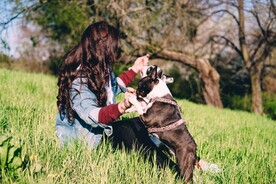 斗牛犬摄影图 