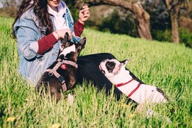 斗牛犬摄影图