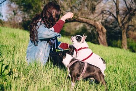 斗牛犬摄影图