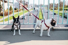 斗牛犬摄影图