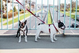斗牛犬摄影图 