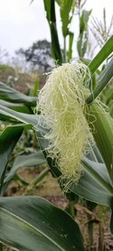 玉米花