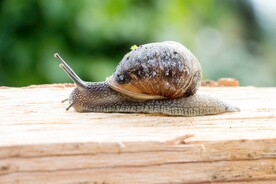 蜗牛