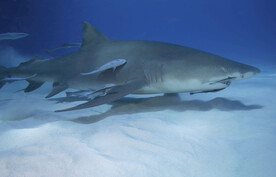 鲨鱼