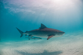 鲨鱼