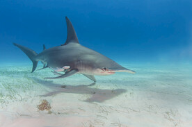 鲨鱼