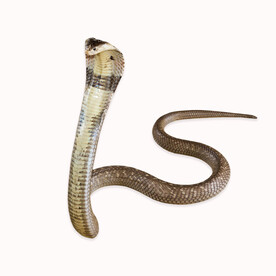 蛇