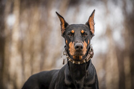 杜宾犬