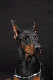 杜宾犬