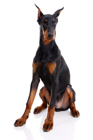 杜宾犬