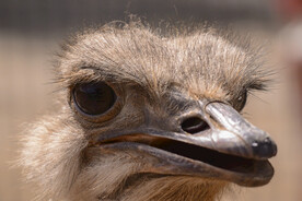 鸵鸟