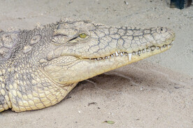 鳄鱼